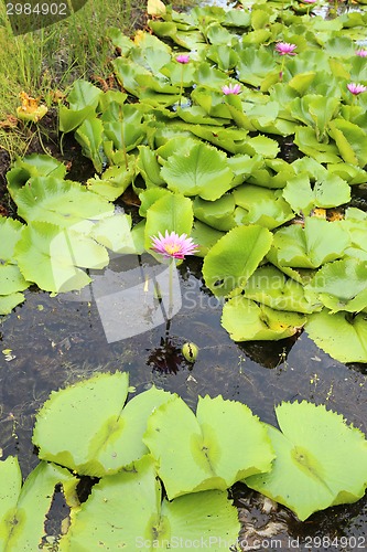 Image of water lily in Thailand