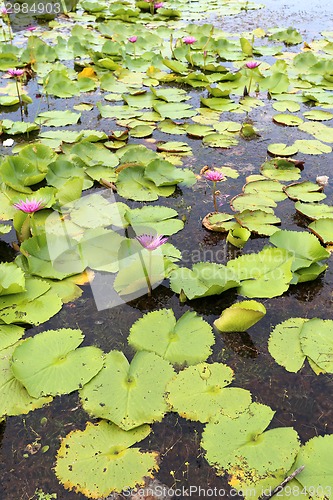 Image of water lily in Thailand