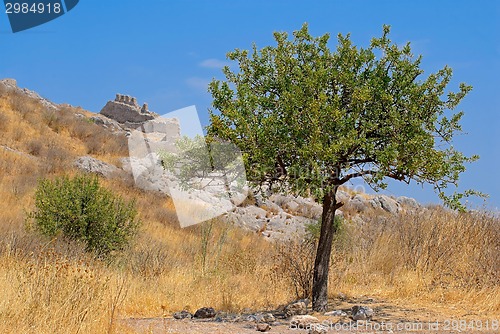 Image of Pomegranate tree.