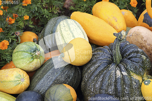 Image of Varieties of pumpkins and squashes