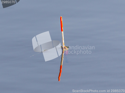 Image of Fishing float floating