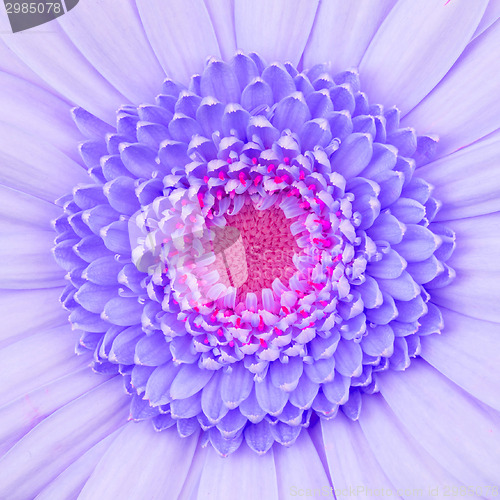 Image of Purple gerbera flower isolated