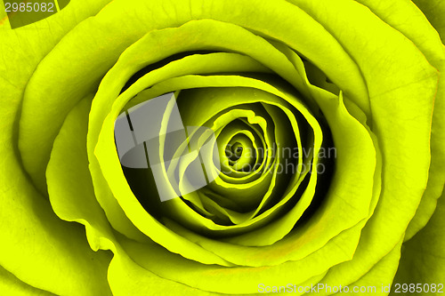 Image of Close-up of a bright yellow rose