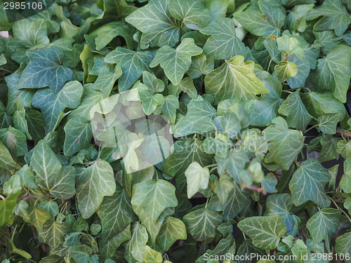 Image of Ivy leaves