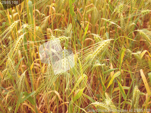 Image of Retro look Barleycorn field