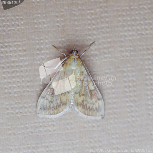 Image of Moth butterfly