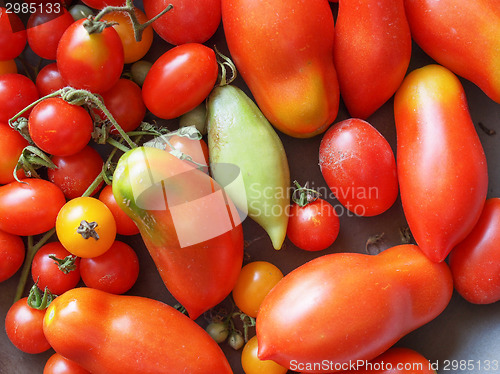 Image of Tomato vegetable
