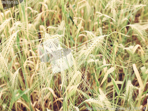 Image of Retro look Barleycorn field