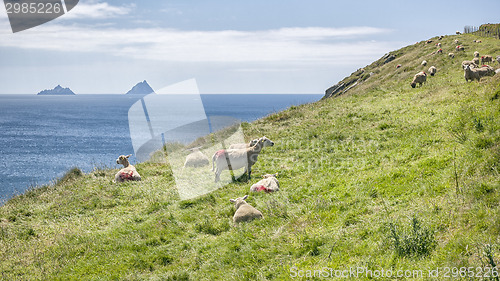 Image of Skellig Ireland