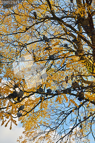 Image of Pigeons on the tree