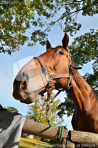 Image of Horse head