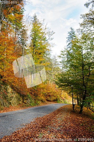 Image of autumn in park
