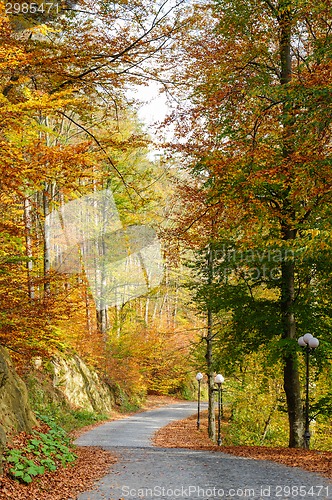 Image of autumn in park
