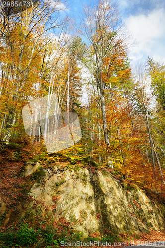 Image of autumn in park
