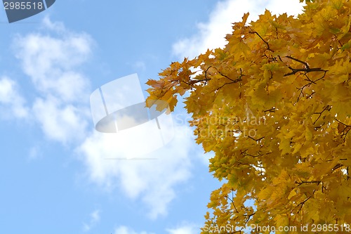 Image of leaves in autumn forest over blue sky