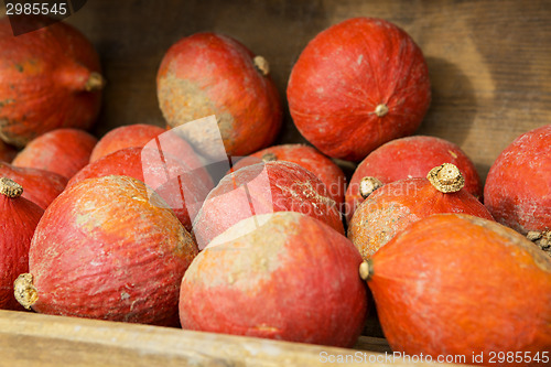 Image of Pumpkins on the field