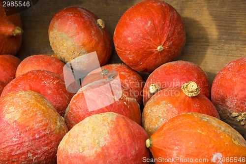 Image of Pumpkins on the field