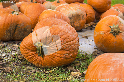 Image of Pumpkins on the field