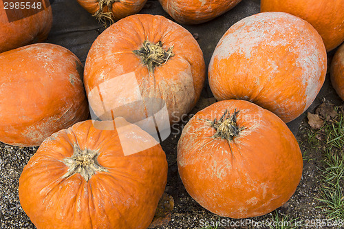 Image of Pumpkins on the field