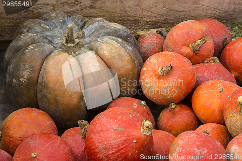 Image of Pumpkins on the field