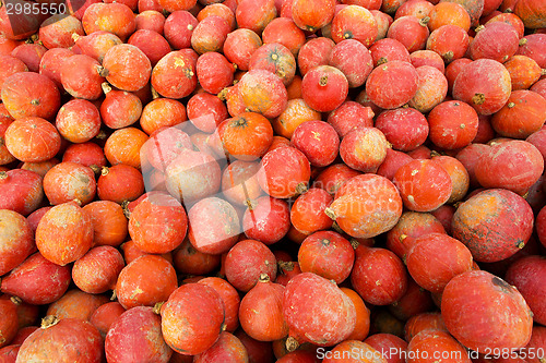 Image of Pumpkins on the field