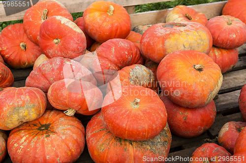 Image of Pumpkins on the field