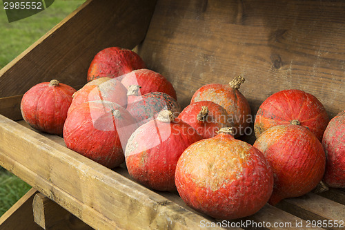 Image of Pumpkins on the field