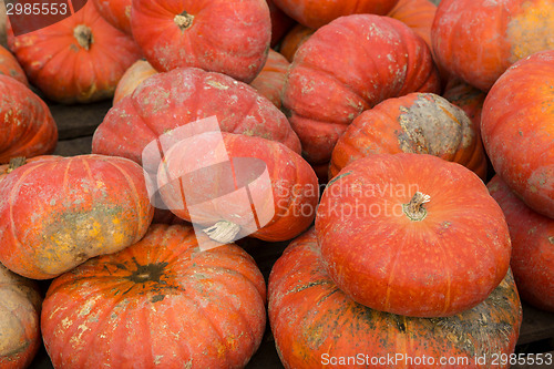 Image of Pumpkins on the field