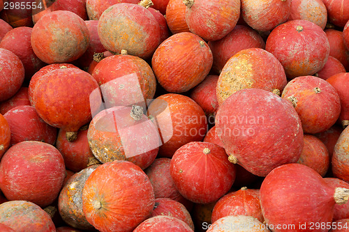 Image of Pumpkins on the field