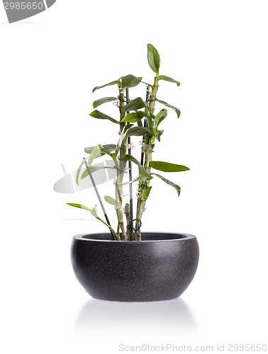 Image of Small plant in a pot