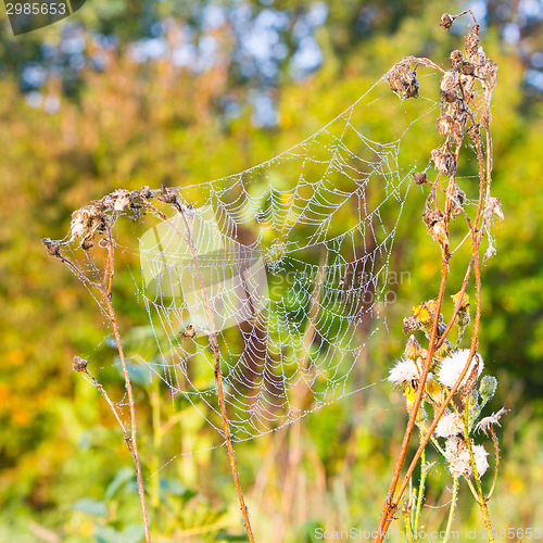 Image of Close up view of the strings of a spiders web