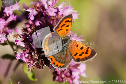 Image of small copper