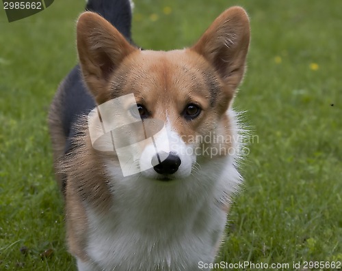 Image of welsh corgi head