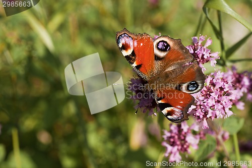 Image of peacock butterfly