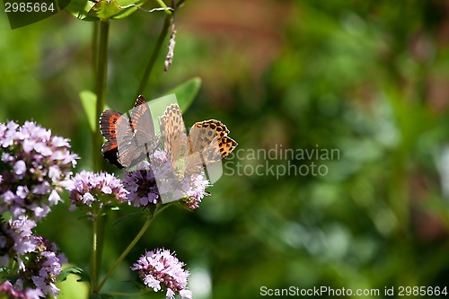 Image of two butterflies