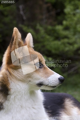 Image of corgi profile