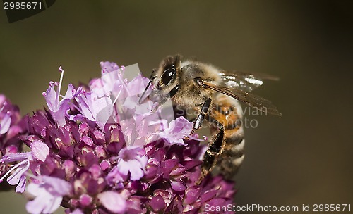 Image of bee