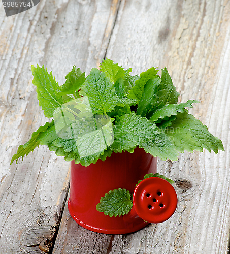 Image of Lemon Balm