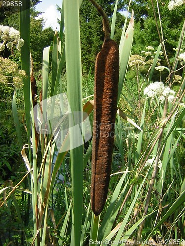 Image of Bullrush