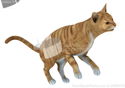 Image of Red Tabby Cat