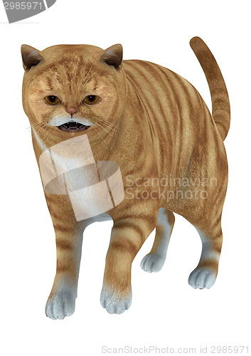 Image of Red Tabby Cat