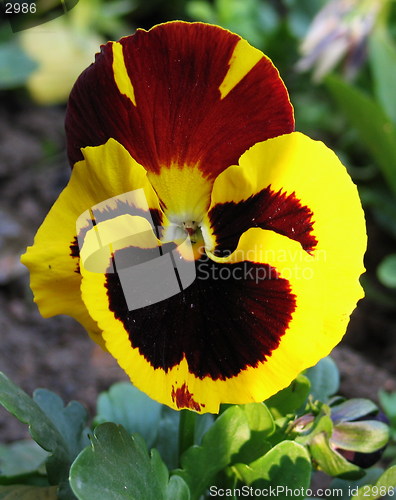 Image of Oh, my pansy