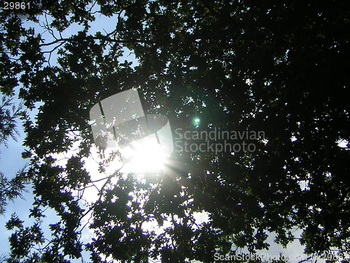 Image of sunny tree