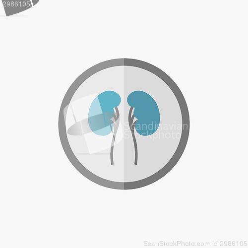 Image of Kidneys Flat Icon