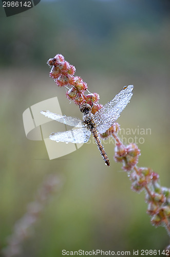 Image of Dragonfly in the drops of dew