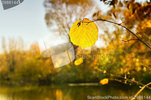 Image of Autumn leaf closeup of the river is in the background