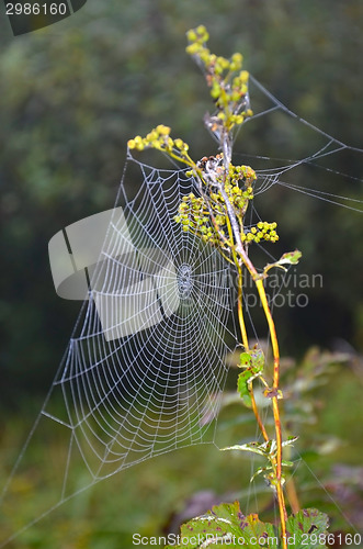 Image of Spider web