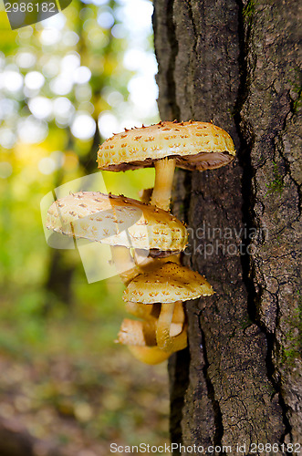 Image of  A group of mushrooms on a tree trunk