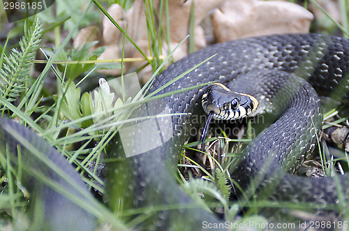 Image of Snake (Natrix natrix)