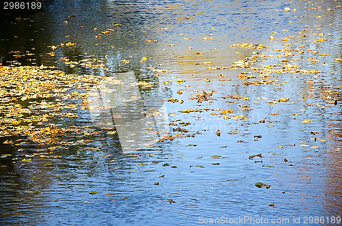 Image of Autumn leaves on the water
